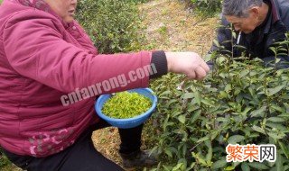 采摘茶叶的方法和技巧图片 采摘茶叶的方法和技巧