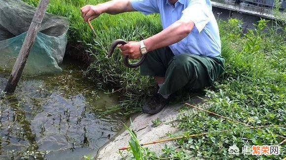 在农田里经常可以看到的野生黄鳝,一般情况下可以长到多大呢？吃黄鳝有什么好处？