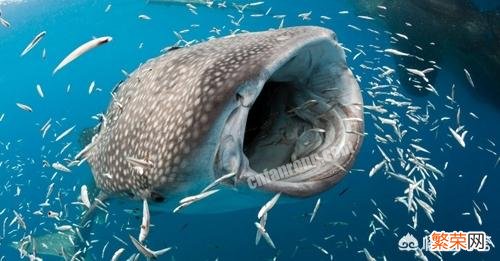 世界上最大的鱼有多大？产生原因是什么？