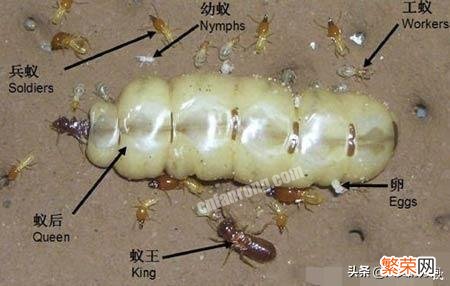 最大的蚂蚁有多大？