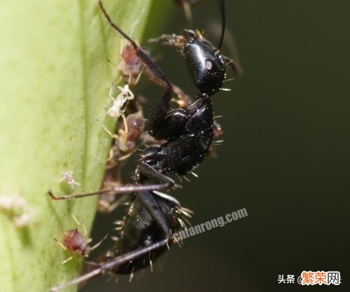 最大的蚂蚁有多大？