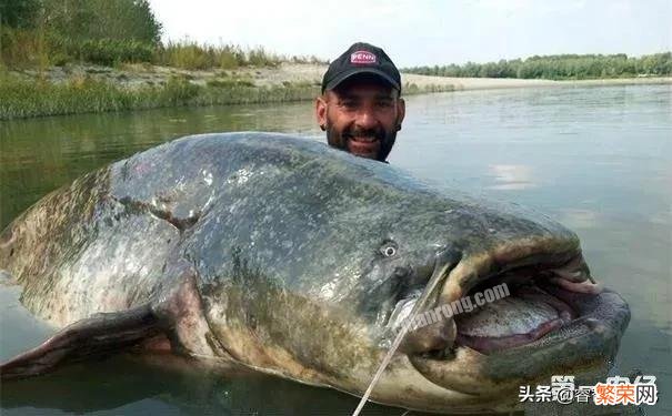 世界最大的鲶鱼都有哪些？