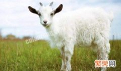 澳洲白羊是多胎羊吗 澳洲白羊是多胎羊吗