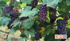 法国种植葡萄的有利条件地理 法国种植葡萄的有利条件