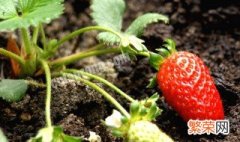 草莓怎么缓苗 水果邦 草莓怎么缓苗