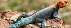蓝紫色尾巴的蜥蜴 蓝色尾巴的蜥蜴叫什么