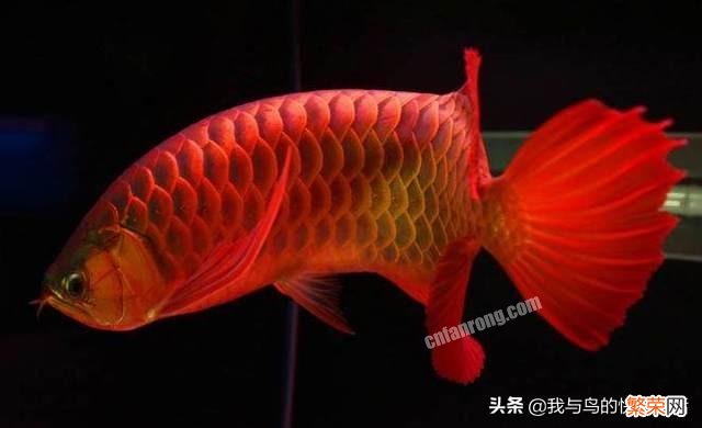 红龙鱼哪个季节发色好？