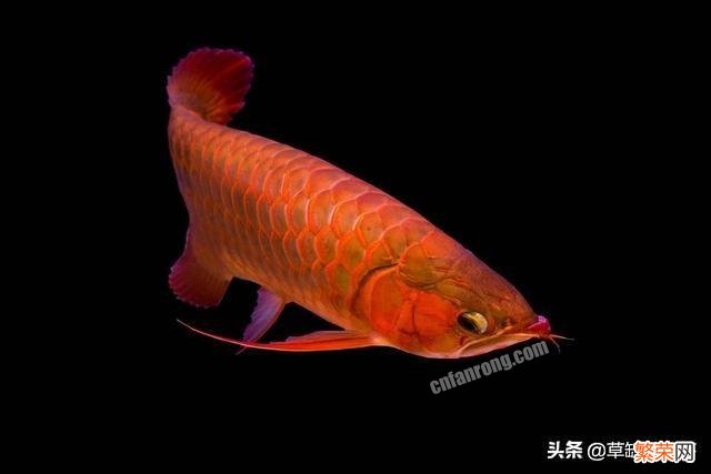 红龙鱼哪个季节发色好？