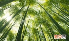 竹子冬天怎么养护 竹子冬季养护注意事项