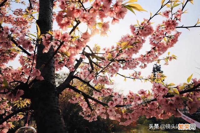 诗词摄影：古诗“春风先发苑中梅,樱杏桃梨次第开。”如何拍摄？