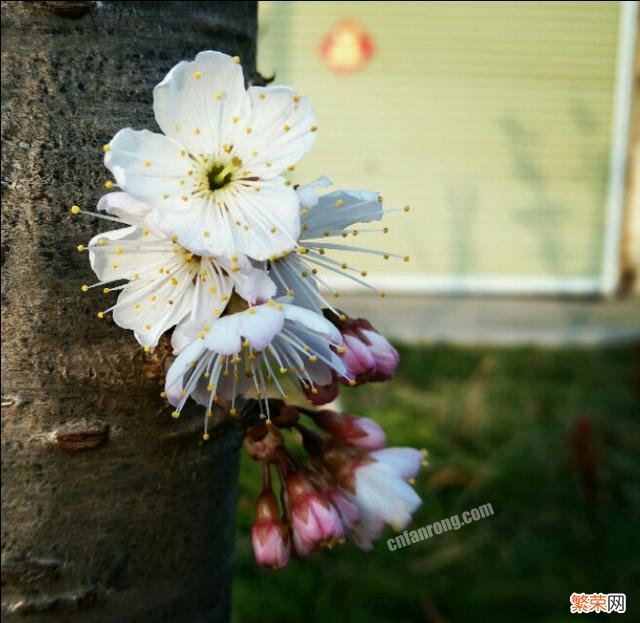 诗词摄影：古诗“春风先发苑中梅,樱杏桃梨次第开。”如何拍摄？
