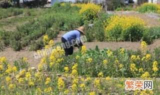 油菜开花可以浇水吗 油菜花浇水方法