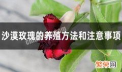 冬天沙漠玫瑰的养殖方法和注意事项有哪些 冬天沙漠玫瑰的养殖方法和注意事项