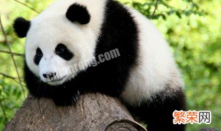 大熊猫在没有竹子时吃什么 大熊猫吃什么食物