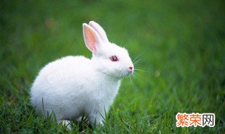 兔子的外形特点 兔子有什么特点