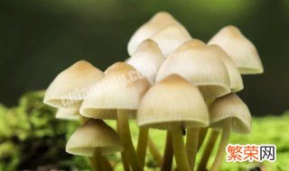 蘑菇有哪些种类 蘑菇有什么种类