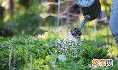 夏天蔬菜浇水方法有哪些 夏天蔬菜浇水方法