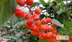 温棚樱桃的栽培技术 大棚温室樱桃的种植方法