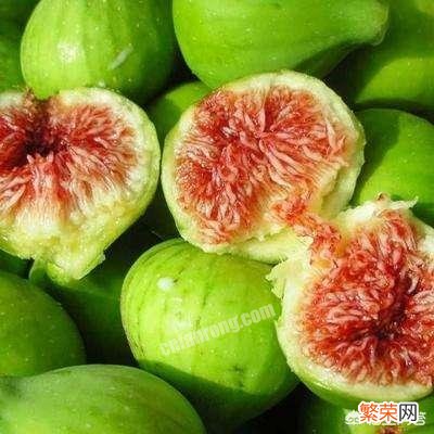 无花果哪个品种比较好？