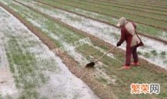 小雪播种的麦子等几天能浇冻水 小雪种的小麦浇水好不好