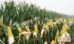河北2019年推什么玉米种 2019年,河北省主导玉米品种