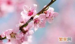 三月什么花开的季节,杭州在什么地方有? 三月什么花开的季节
