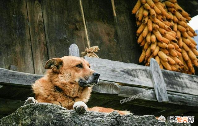 农村俗语：“双猫独狗,越过越有”,什么意思？有道理吗？