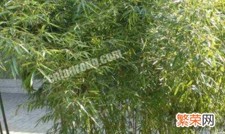 竹子种植时间和方法 竹子种植时间和方法介绍