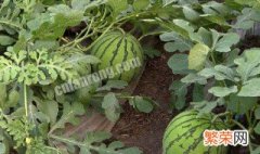 西瓜栽培枝术 种西瓜的方法和枝术