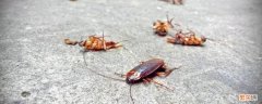 有宠物的家庭怎么杀蟑螂 家里有宠物如何杀蟑螂