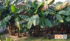 芭蕉的种植与养殖方法 芭蕉的种植与养殖方法