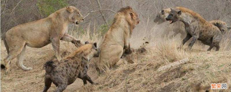 为啥鬣狗不怕母狮子 鬣狗为什么怕雄狮不怕雌狮