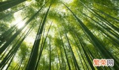 竹子的软化方法如何操作 竹子怎么软化