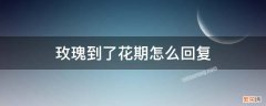 玫瑰到了花期怎么回复 玫瑰到了花期如何回复