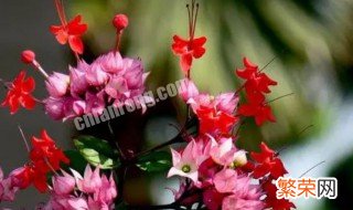 龙吐珠的繁殖方法 龙吐珠的繁殖方法和季节