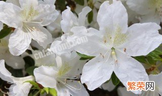 白色杜鹃花的养殖方法和注意事项 盆栽 白色杜鹃花的养殖方法