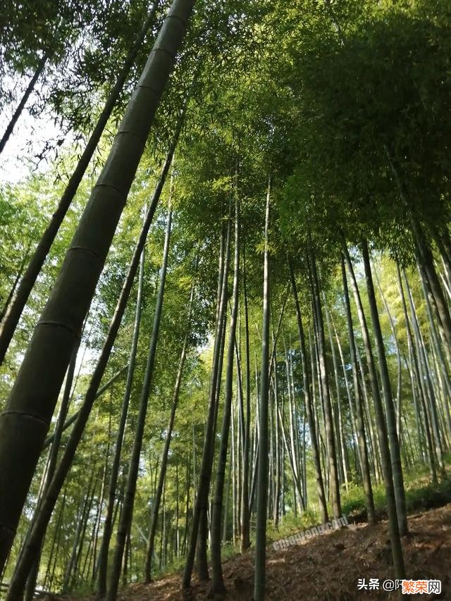 好想背起行囊去一个陌生的地方旅行,离开世俗圈,您有同感吗？