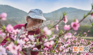 桃树授粉新方法 桃树喷雾授粉的方法