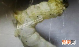 蚕吐丝是在发育的哪个阶段 蚕在哪一阶段吐丝