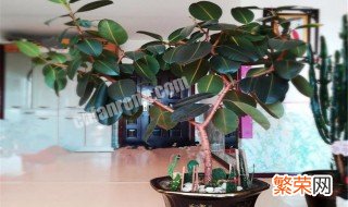 橡皮树怎样扦插 其实很简单