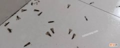 家里有很多白蚁怎么办?消灭白蚁的方法 家里有白蚁怎么能彻底消灭