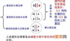 分离定律的适用条件 分离定律的适用条件是什么