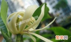 白兰花的种植方法和注意事项图片 白兰花的种植方法和注意事项