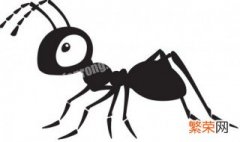 防治白蚁最有效的方法是什么 防治白蚁最有效的方法