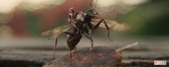 蚂蚁为什么会长翅膀 有的蚂蚁为什么会长翅膀