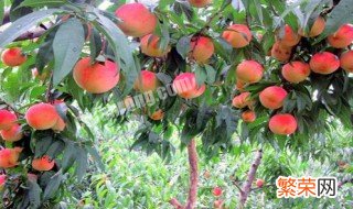 桃树适合种在什么地方 桃树适合种在什么地方风水好