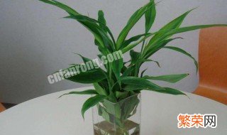 怎样补救发黄的富贵竹 一个小妙招补救