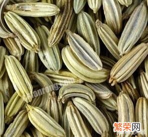 小茴香入药,那么大茴香能入药吗？功效有什么异同？