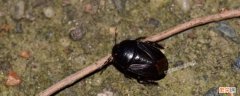 家里常出现的黑壳虫有哪些 家里有黑色硬壳虫是什么原因