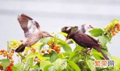 怎样防止鸟吃种子 怎么防止种的庄稼不被小鸟吃掉